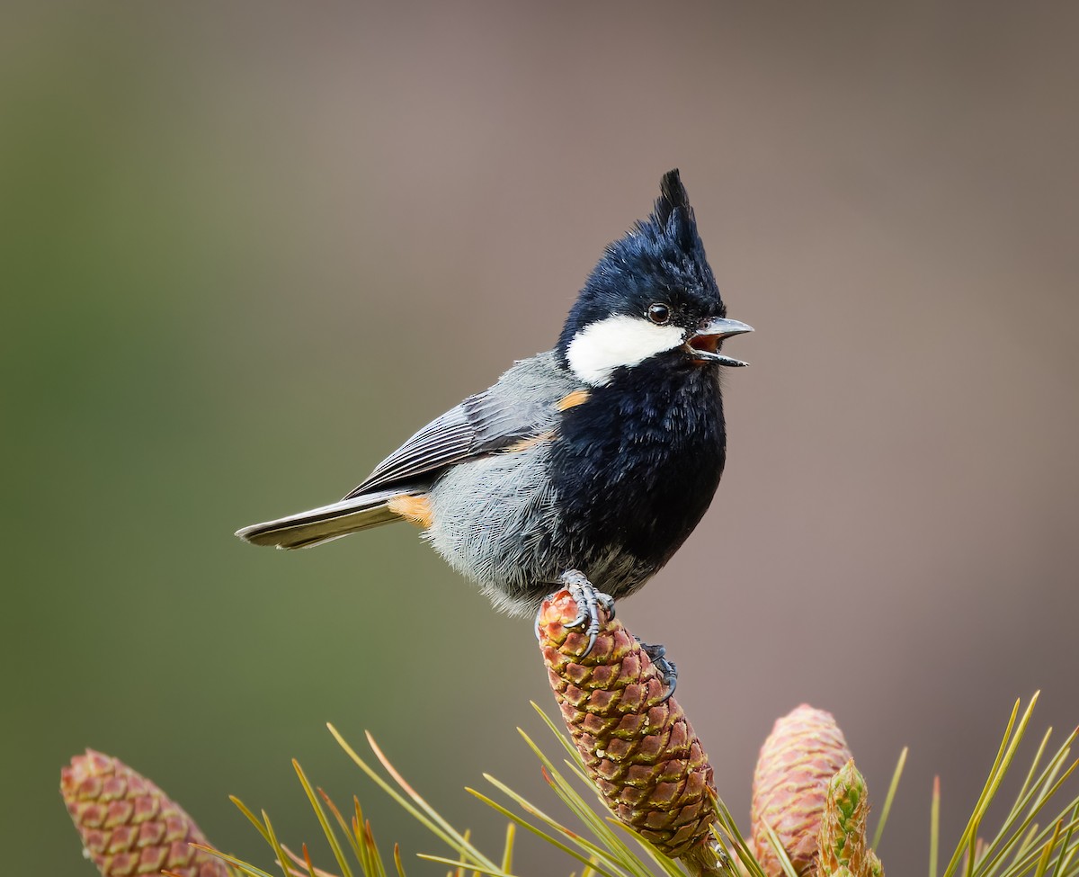 Rufous-naped Tit - ML636605912