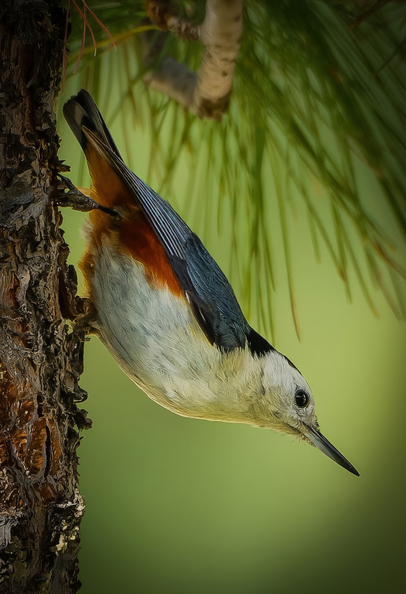 White-cheeked Nuthatch - ML636605930