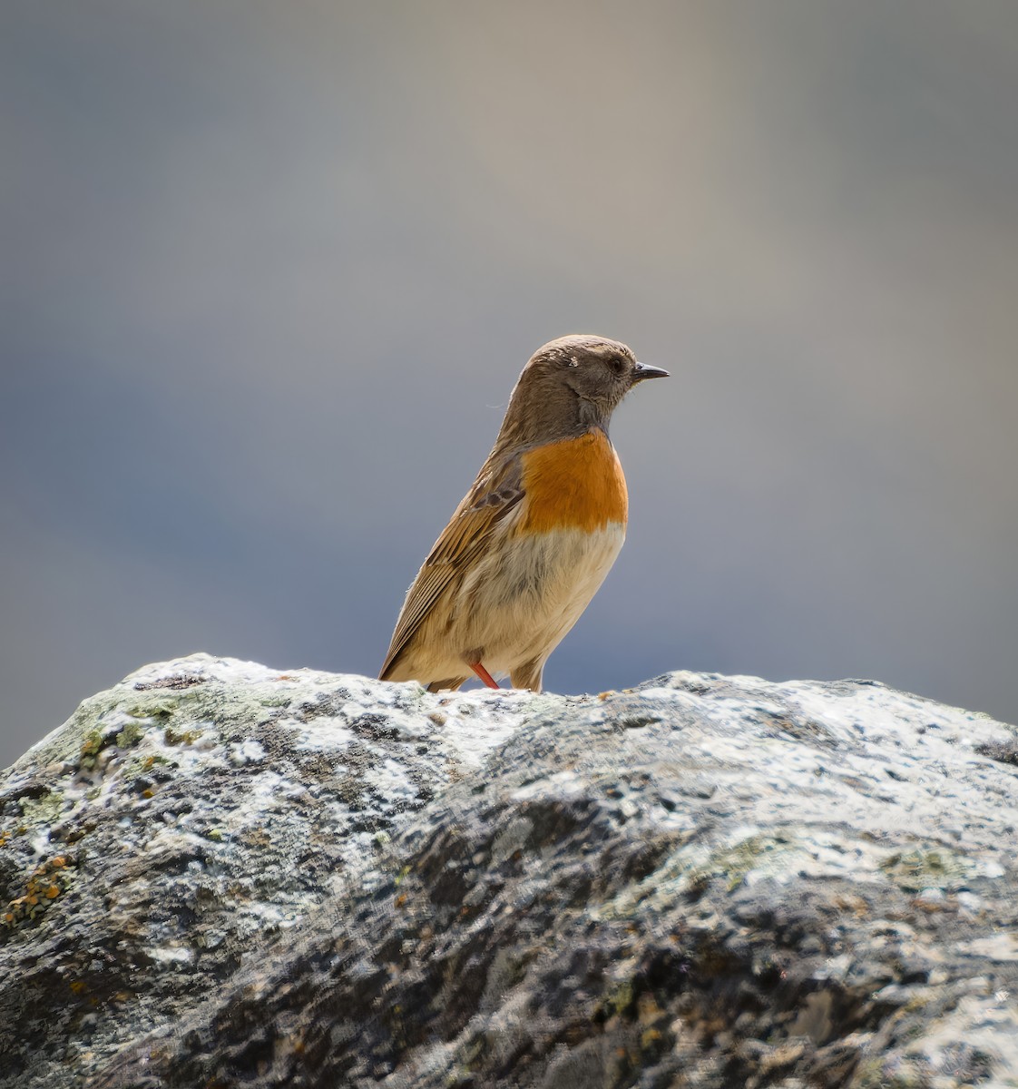 Robin Accentor - ML636605933
