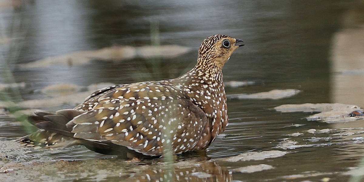 stepokur kropenatý - ML636605940