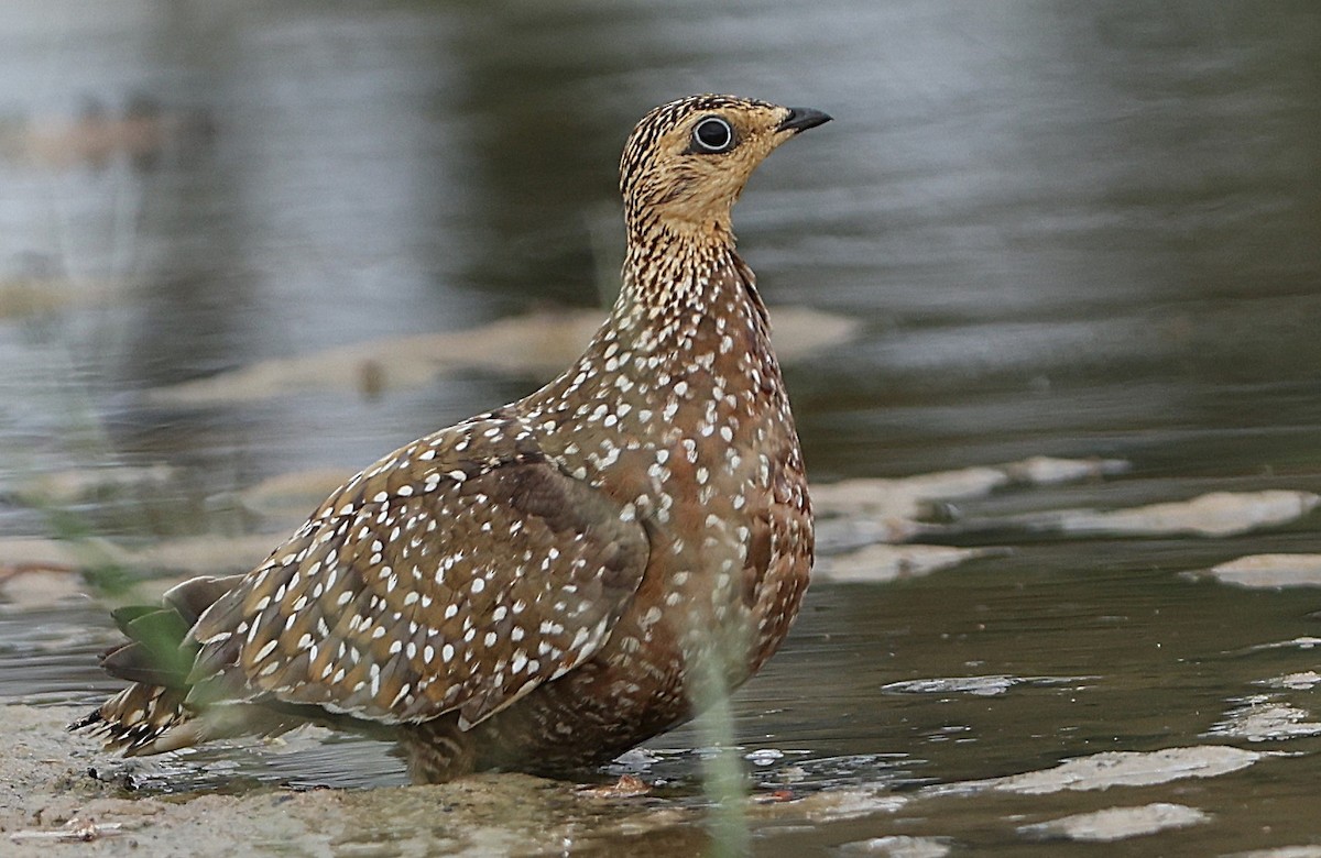 stepokur kropenatý - ML636605961