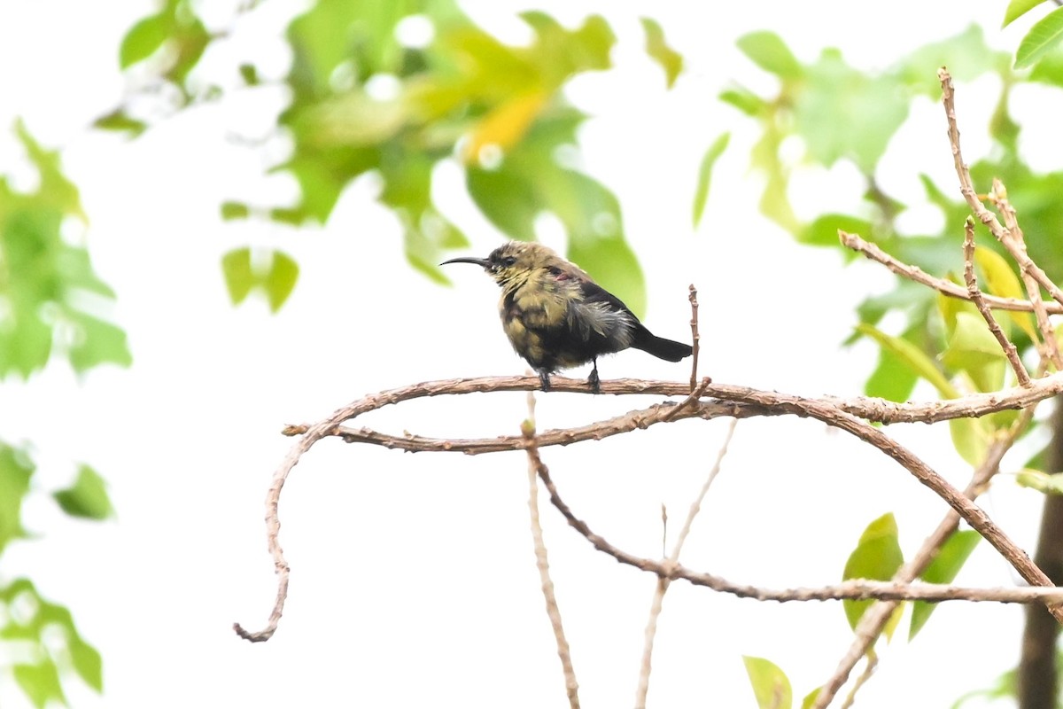 Copper Sunbird - ML636605996