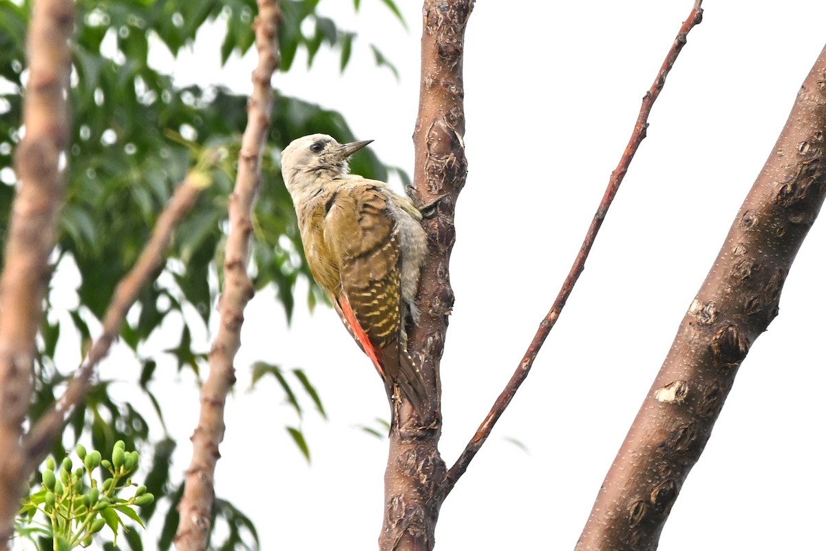 African Gray Woodpecker - ML636606077