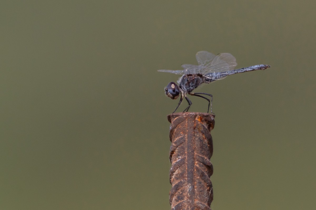 Insects - ML636606094