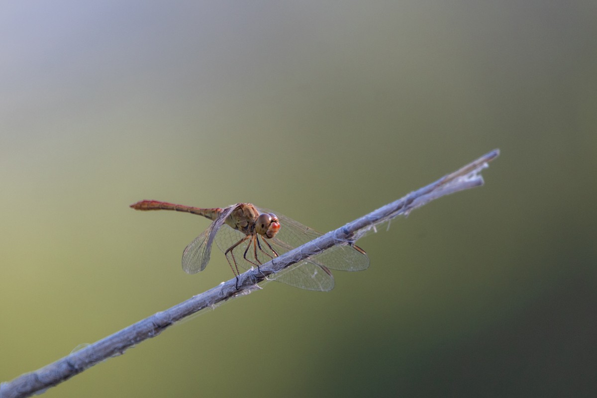 Insects - ML636606098