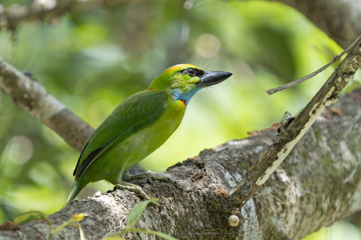Yellow-crowned Barbet - ML636606137