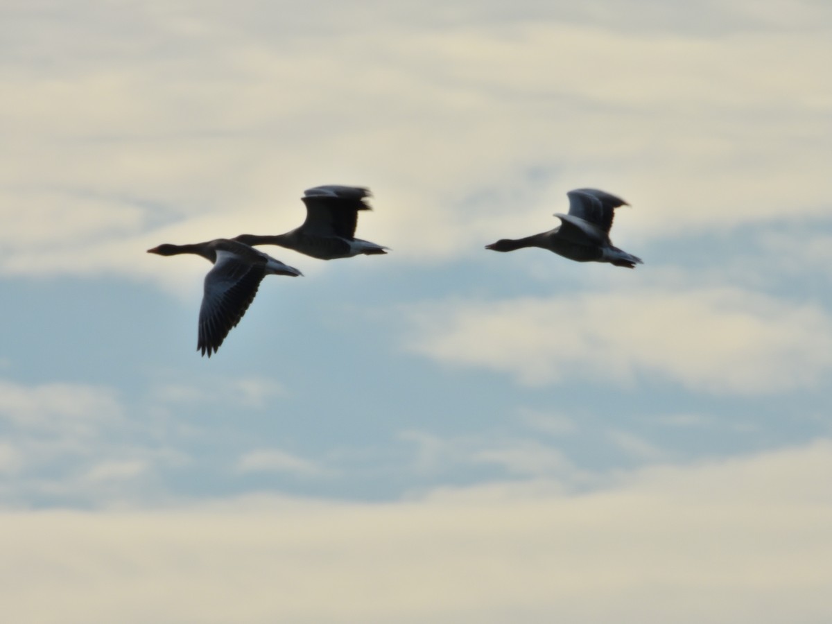 Graylag Goose - ML636606156
