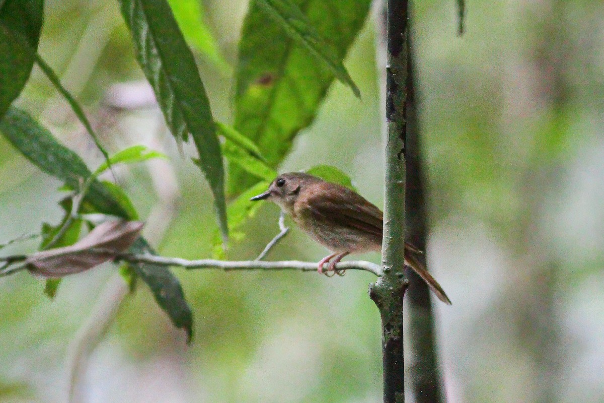 Fulvous-chested Jungle Flycatcher - ML636606225
