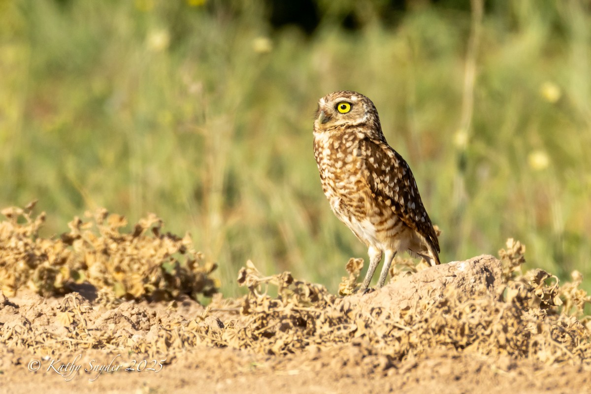 Burrowing Owl - ML636606253