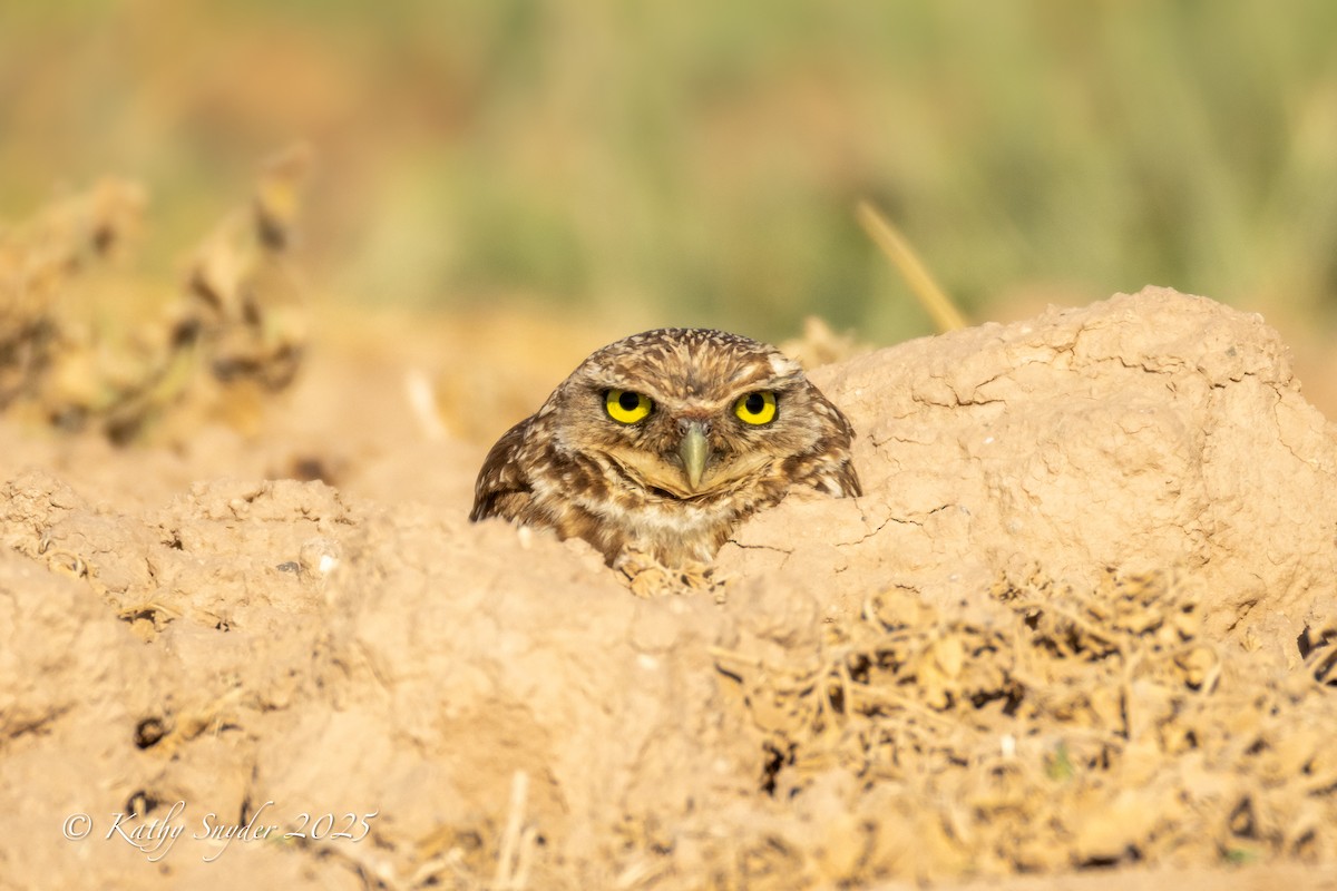 Burrowing Owl - ML636606254