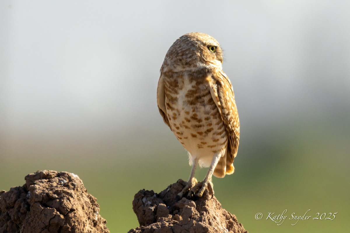 Burrowing Owl - ML636606255