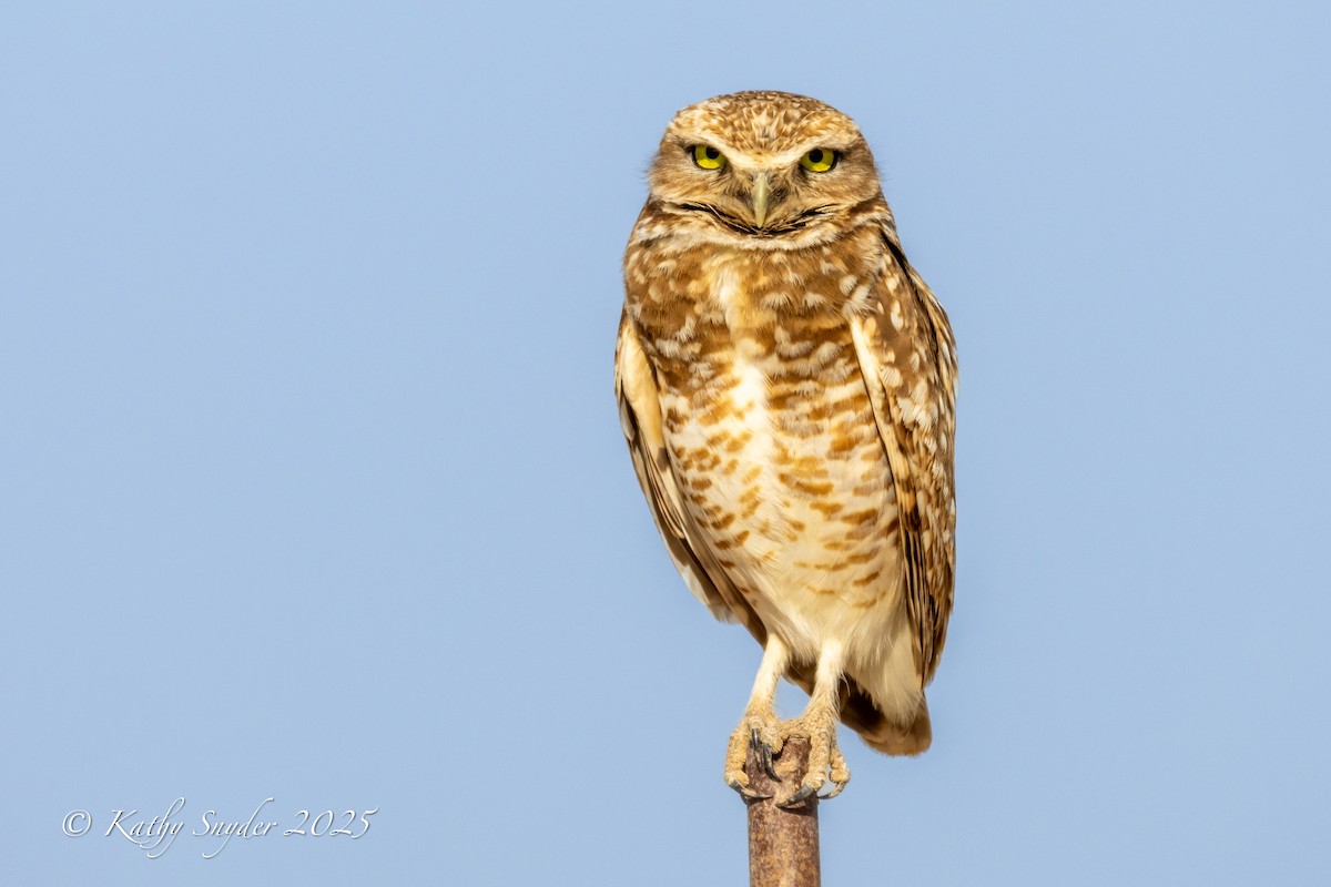 Burrowing Owl - ML636606257