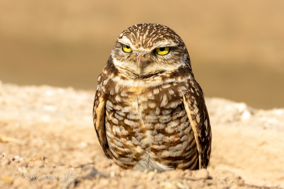 Burrowing Owl - ML636606258