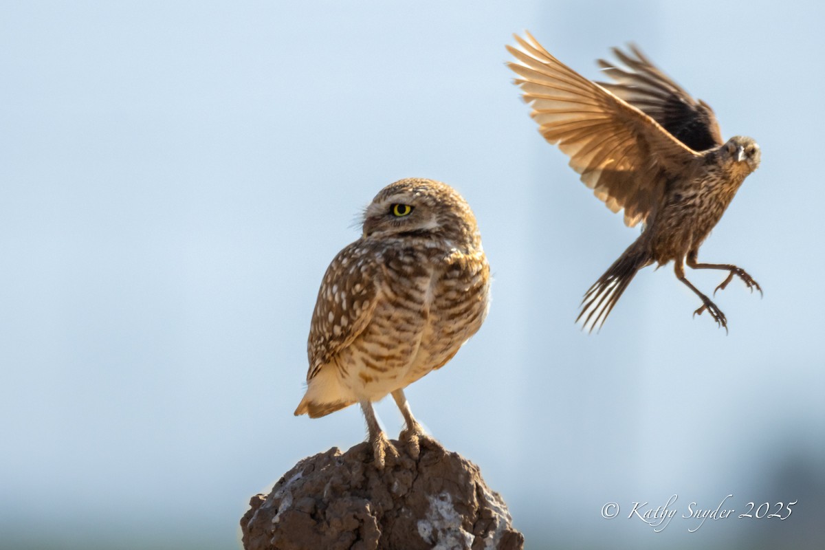 Burrowing Owl - ML636606259