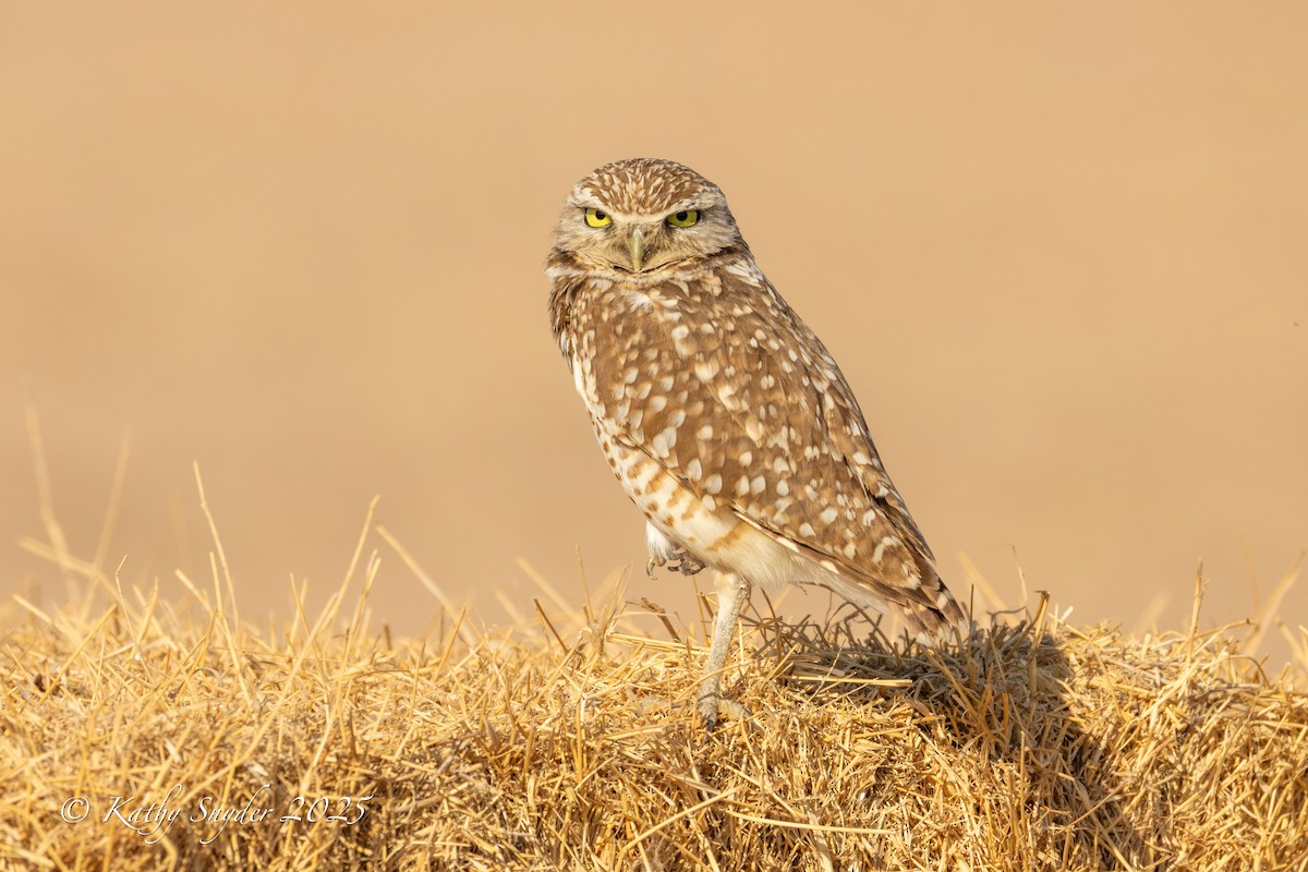 Burrowing Owl - ML636606260
