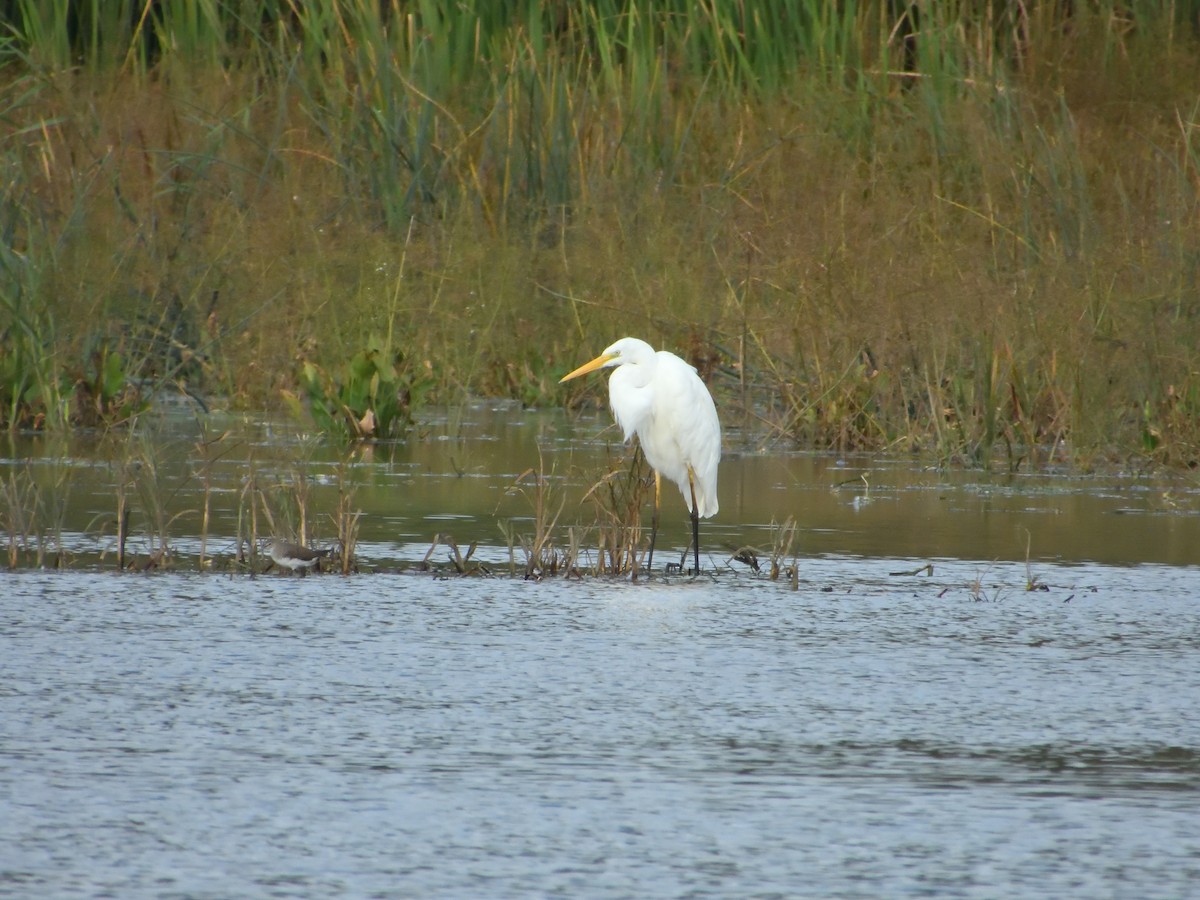 Grande Aigrette - ML636606318