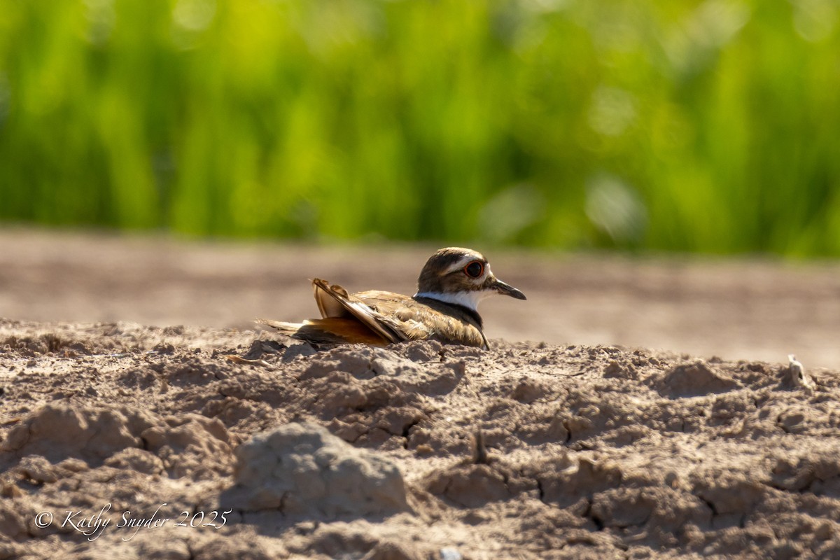 Killdeer - ML636606323