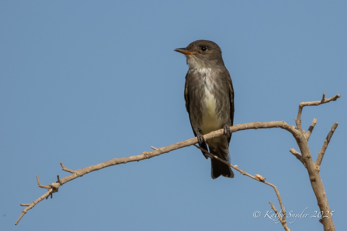 Olive-sided Flycatcher - ML636606327