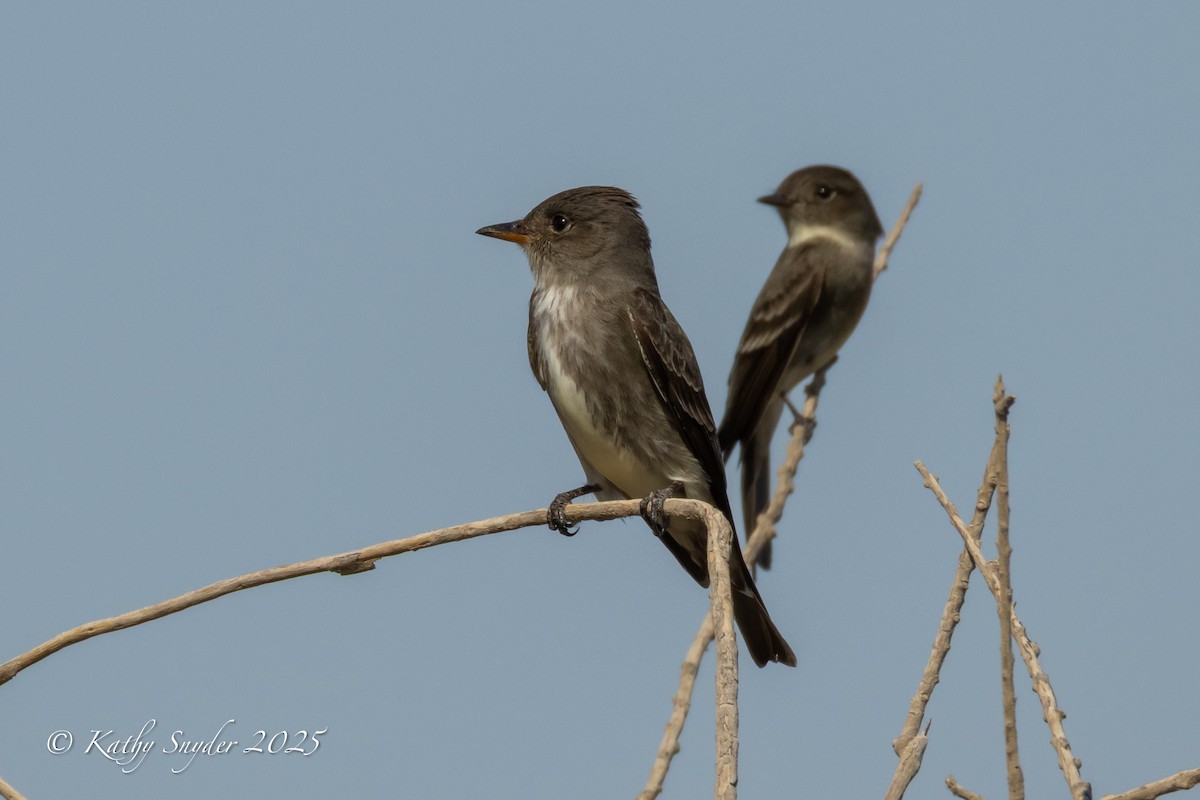 Olive-sided Flycatcher - ML636606329