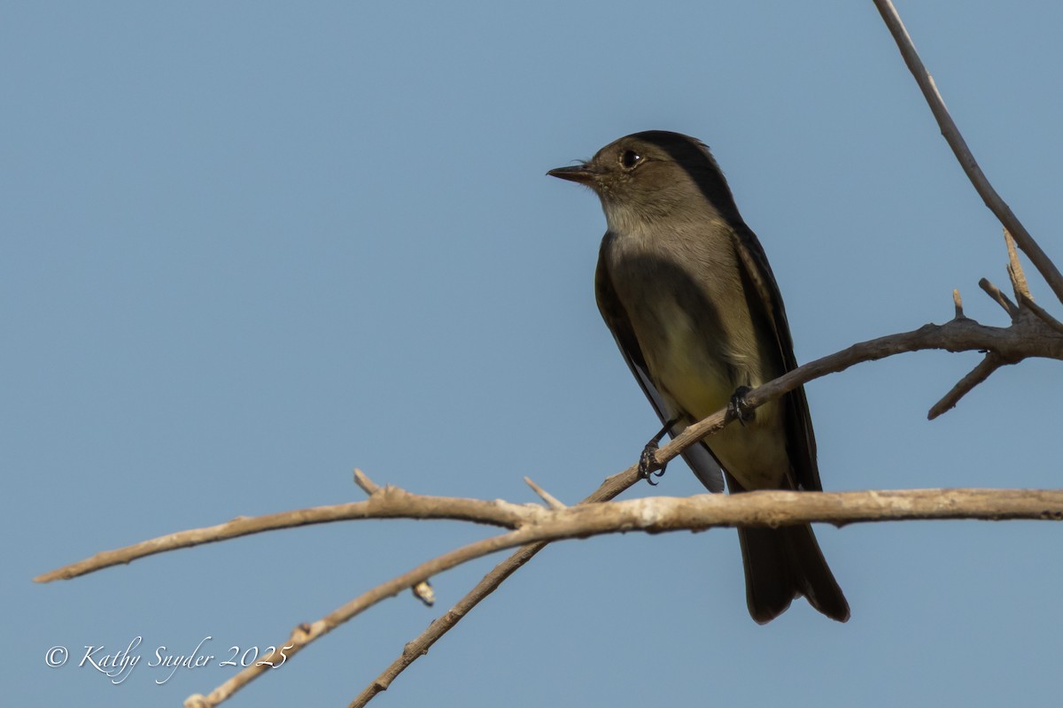 Western Wood-Pewee - ML636606333