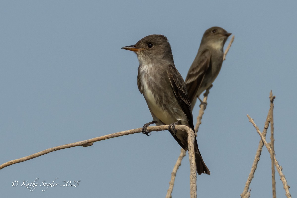Western Wood-Pewee - ML636606334