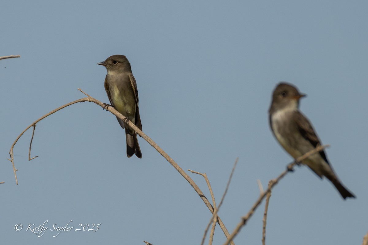 Western Wood-Pewee - ML636606336