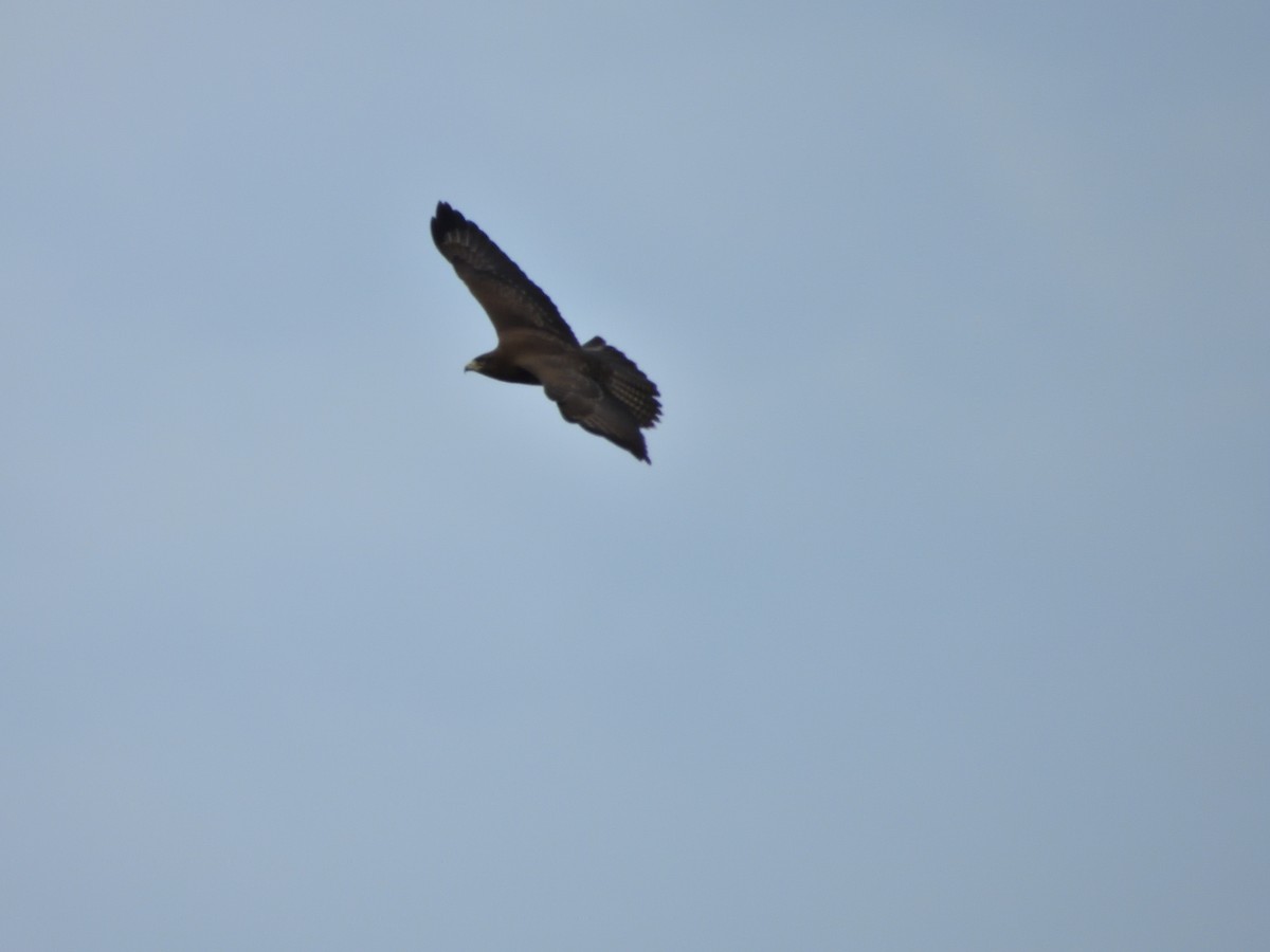 Buse variable - ML636606346
