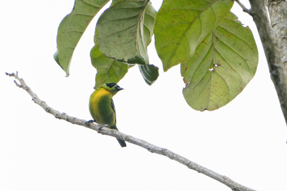 Green-and-gold Tanager - ML636606351