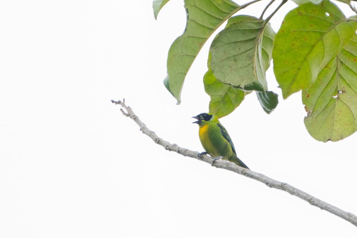 Green-and-gold Tanager - ML636606352