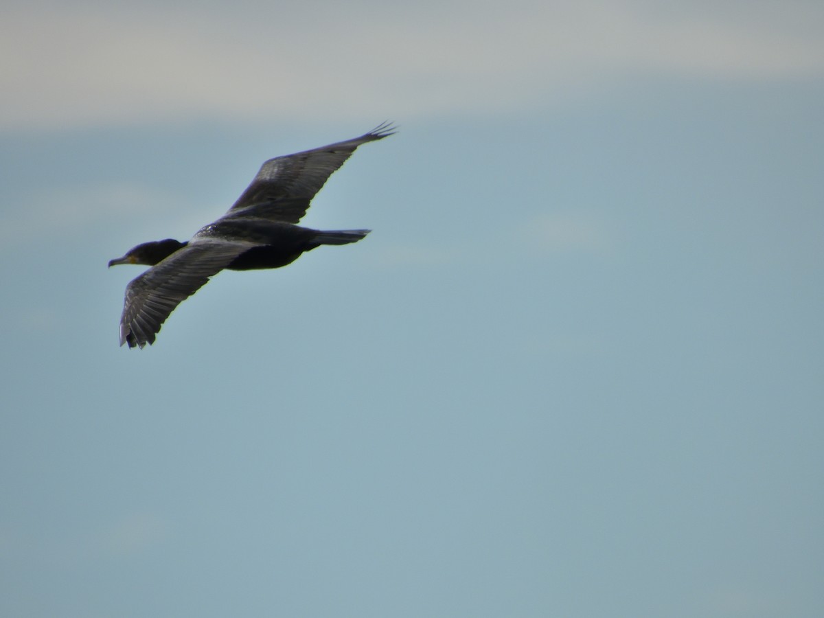 Grand Cormoran - ML636606366