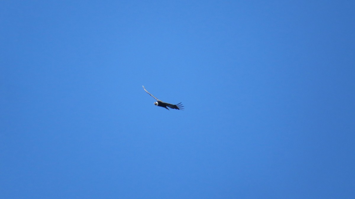 Andean Condor - ML636606371