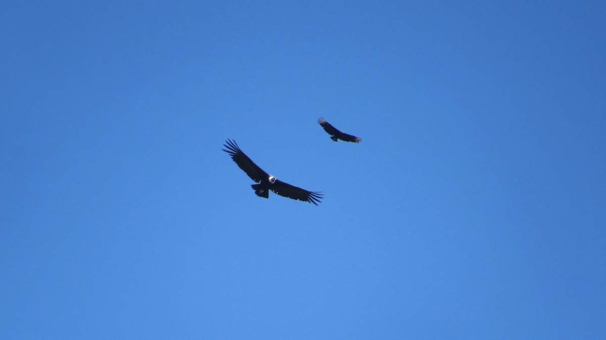 Andean Condor - ML636606372