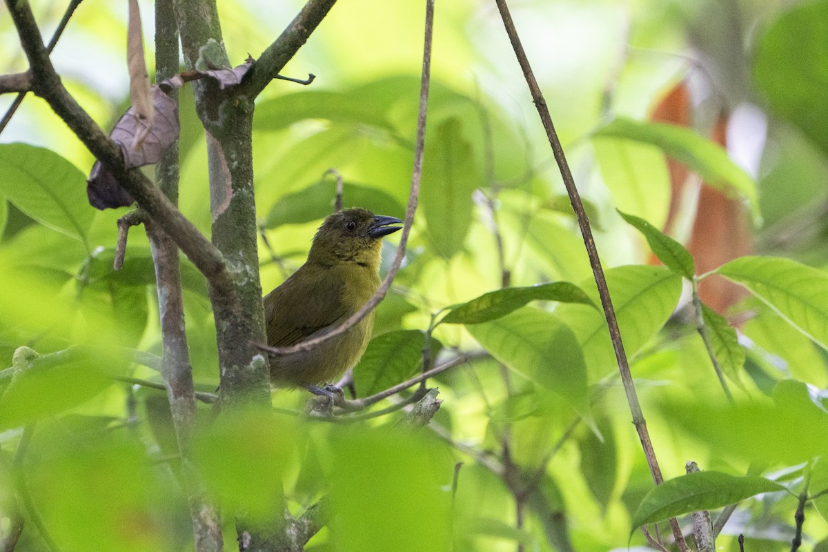 Yellow-lored Tanager - ML636606375