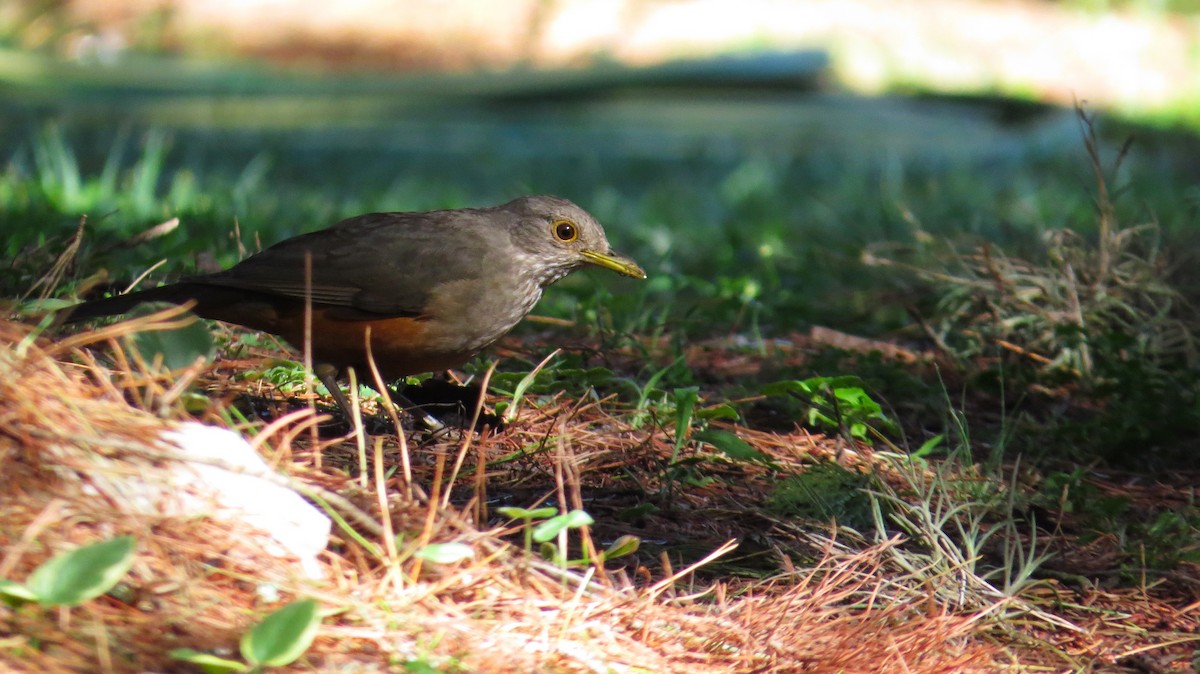 Rufous-bellied Thrush - ML636606383