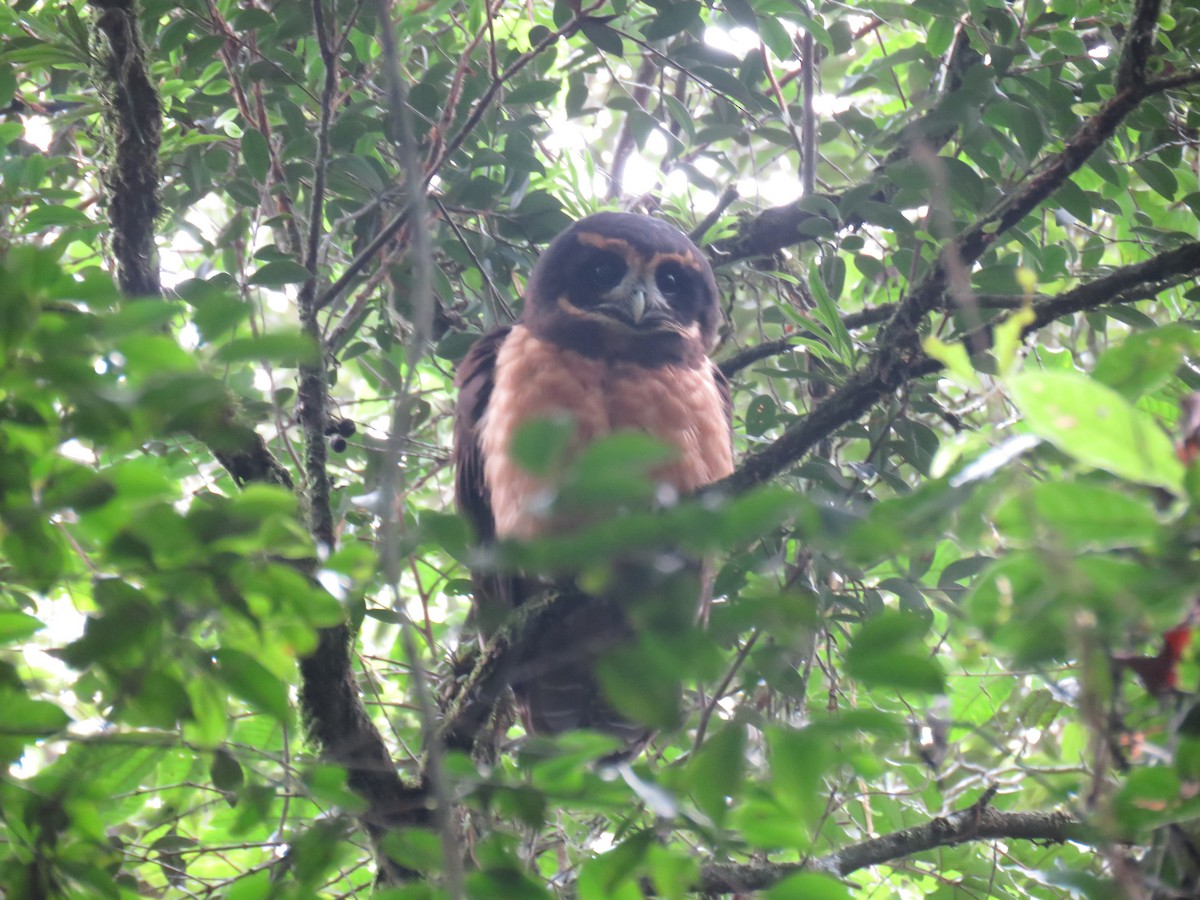 Tawny-browed Owl - ML636606419
