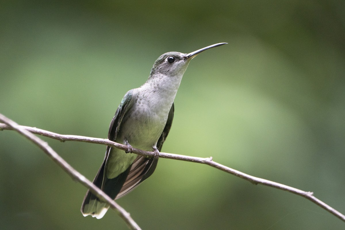 Gray-breasted Sabrewing - ML636606428