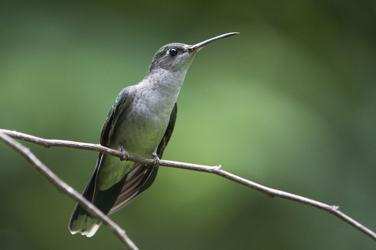 Gray-breasted Sabrewing - ML636606429