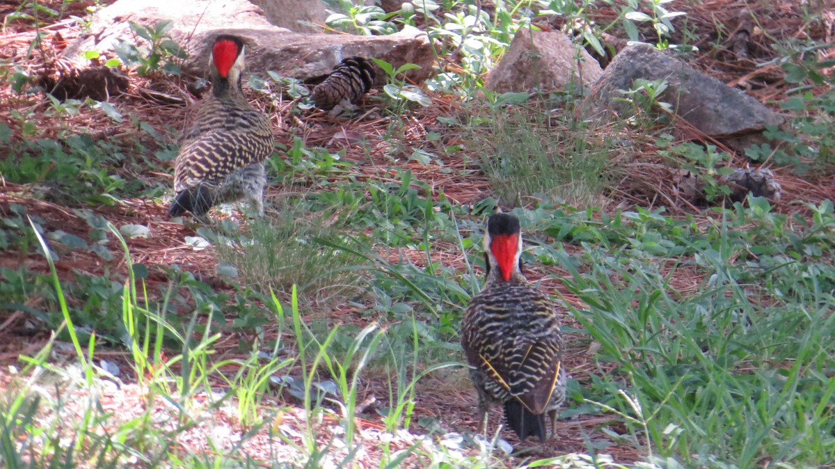 Green-barred Woodpecker - ML636606499
