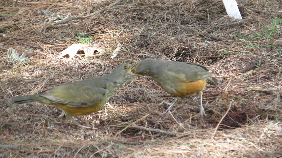 Rufous-bellied Thrush - ML636606506