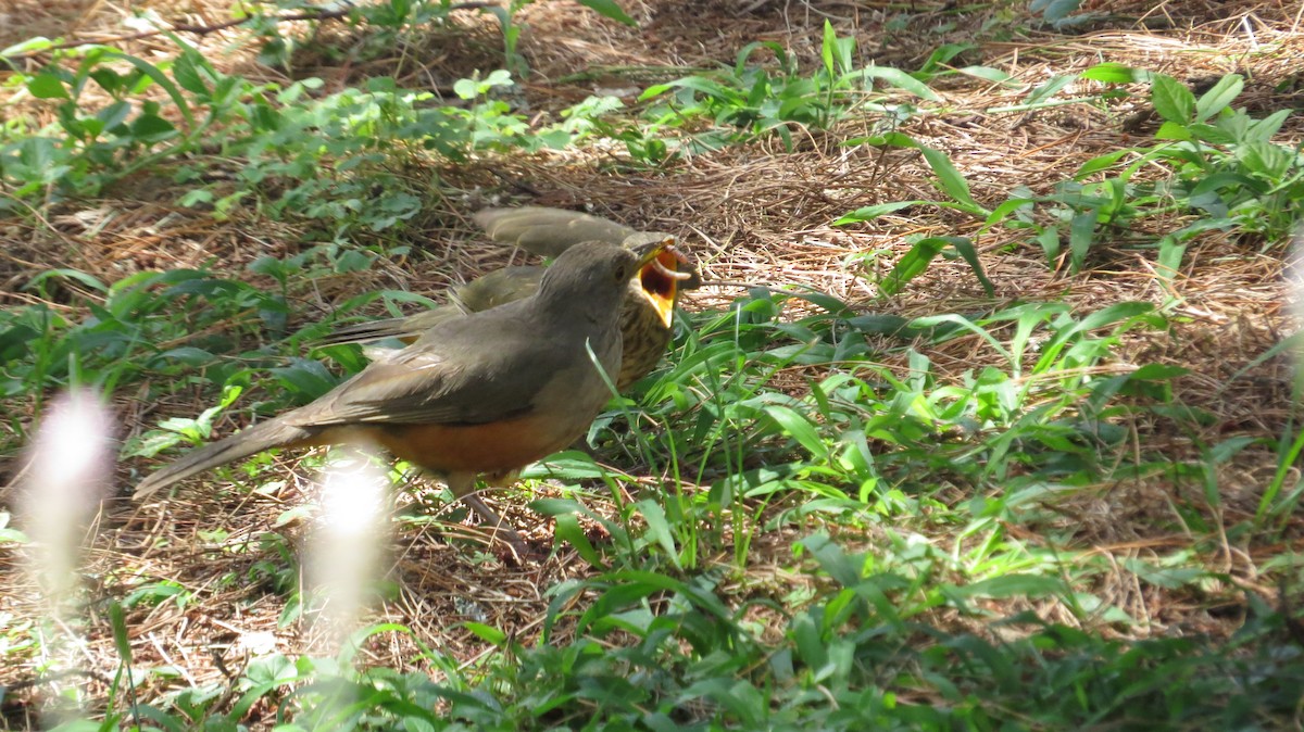 Rufous-bellied Thrush - ML636606507