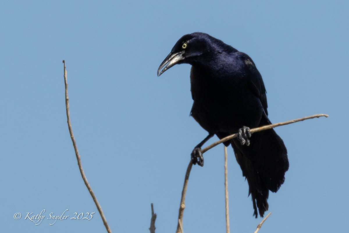 Great-tailed Grackle - ML636606524