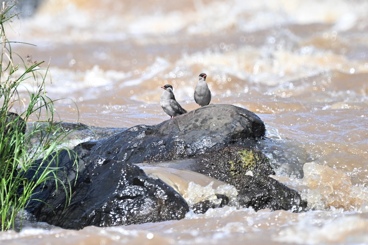 Rock Pratincole - ML636606534