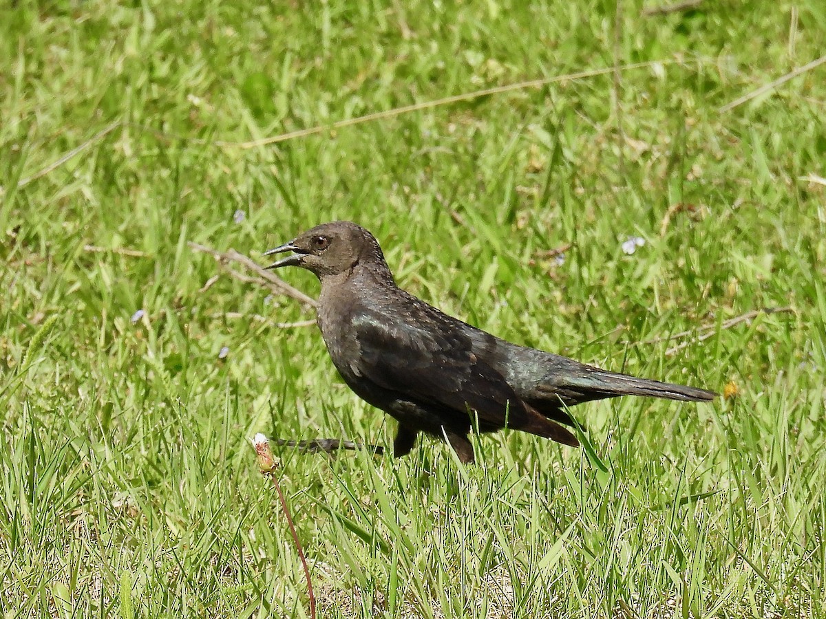 Brewer's Blackbird - ML636606570