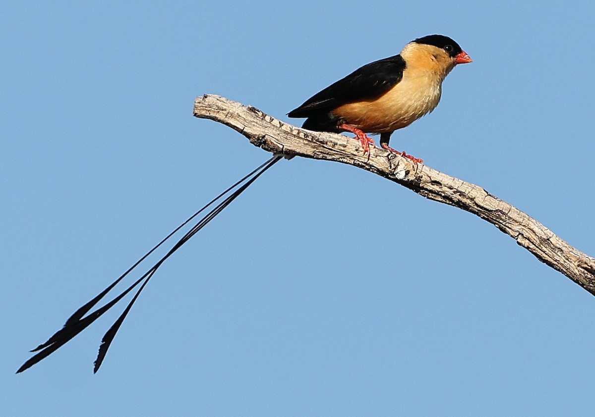 Shaft-tailed Whydah - ML636606577