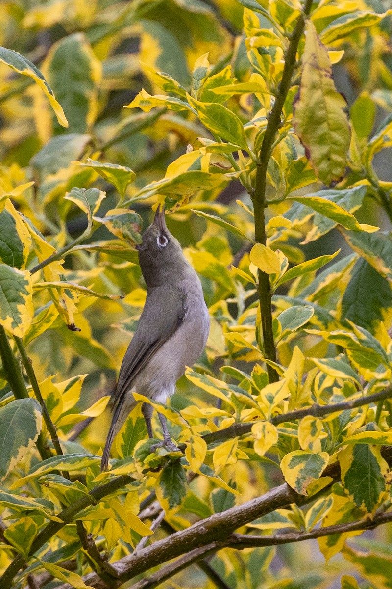 Abyssinian White-eye - ML636606591