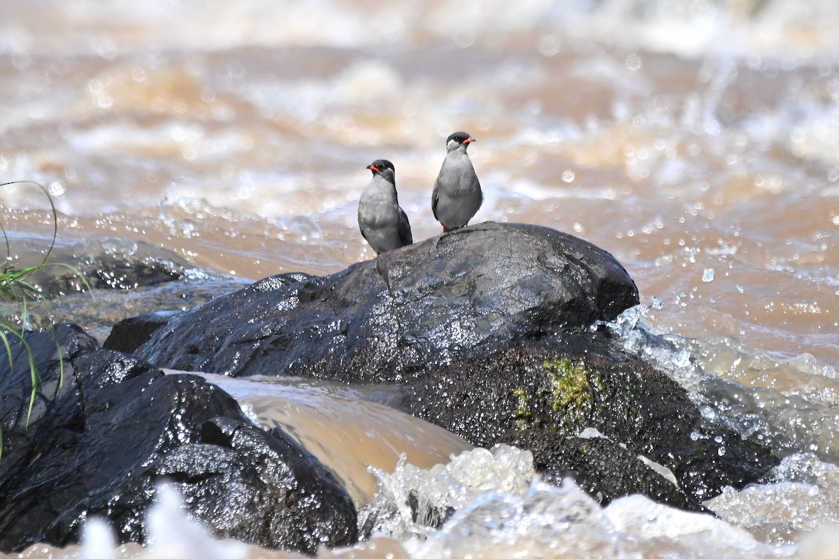 Rock Pratincole - ML636606602