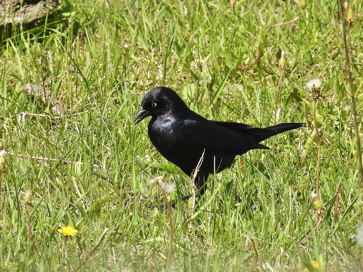 Brewer's Blackbird - ML636606604