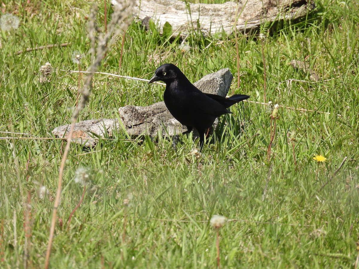Brewer's Blackbird - ML636606605