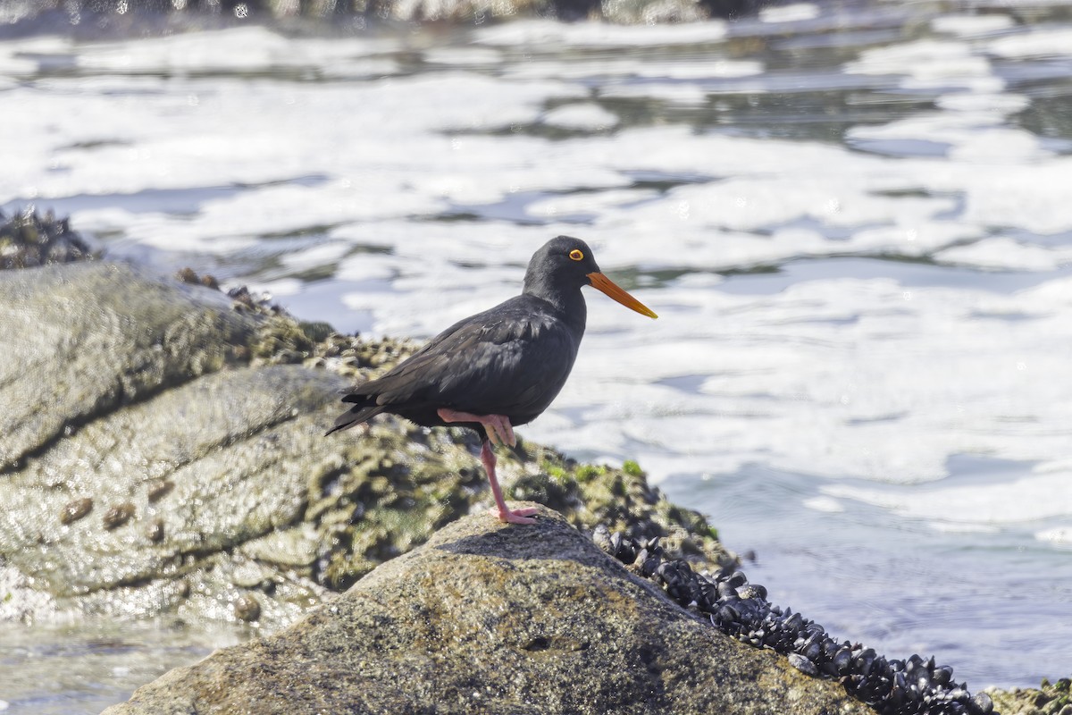 African Oystercatcher - ML636606688