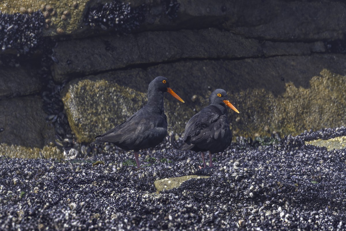African Oystercatcher - ML636606689